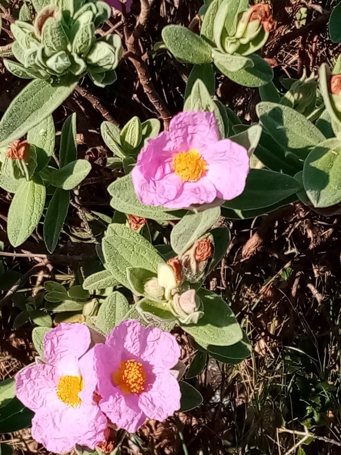 fleurs