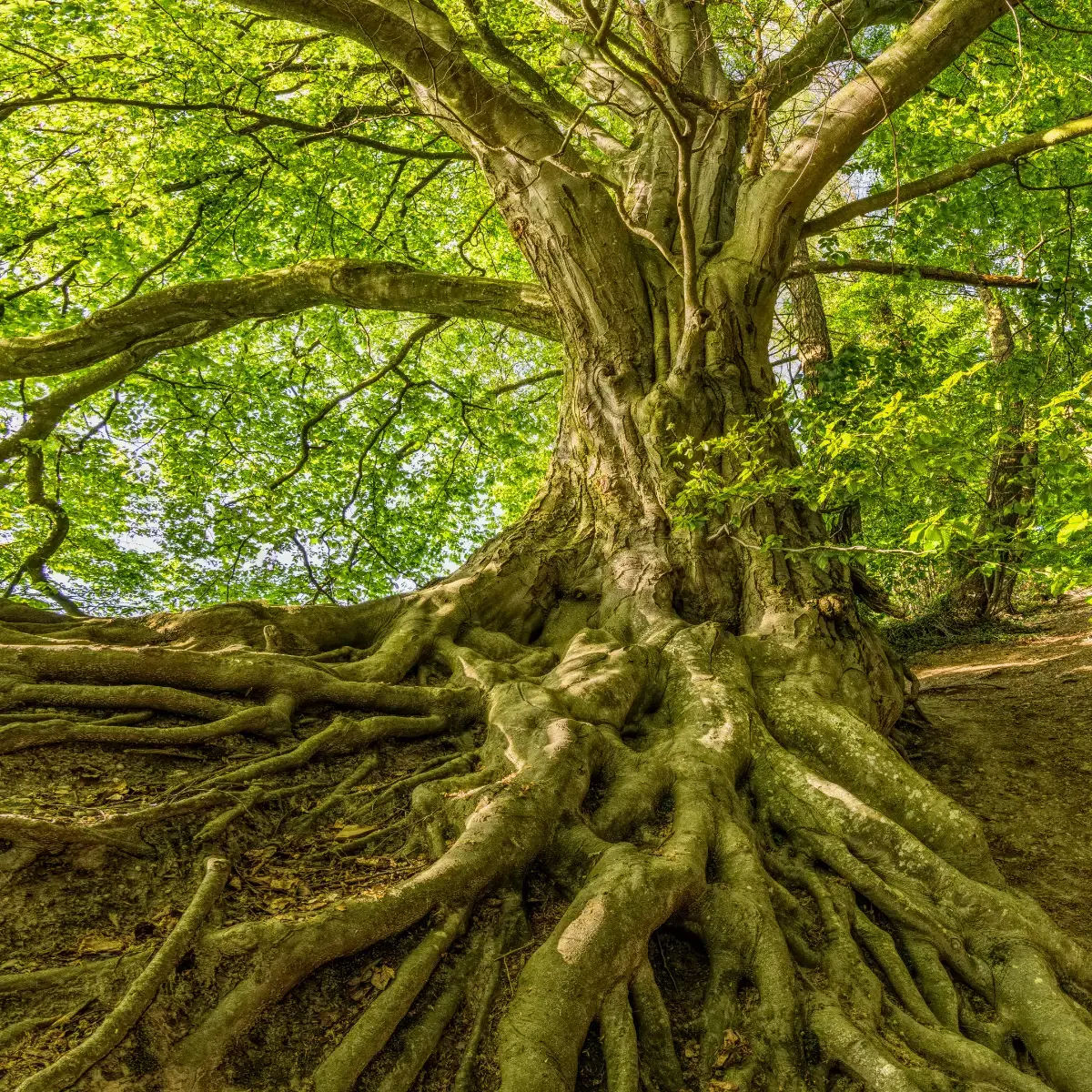 racine_surcharge_mentale_stress_chronique_burn_out_blur_out_brown_out_sophrologue_ambon_muzillac_damgan