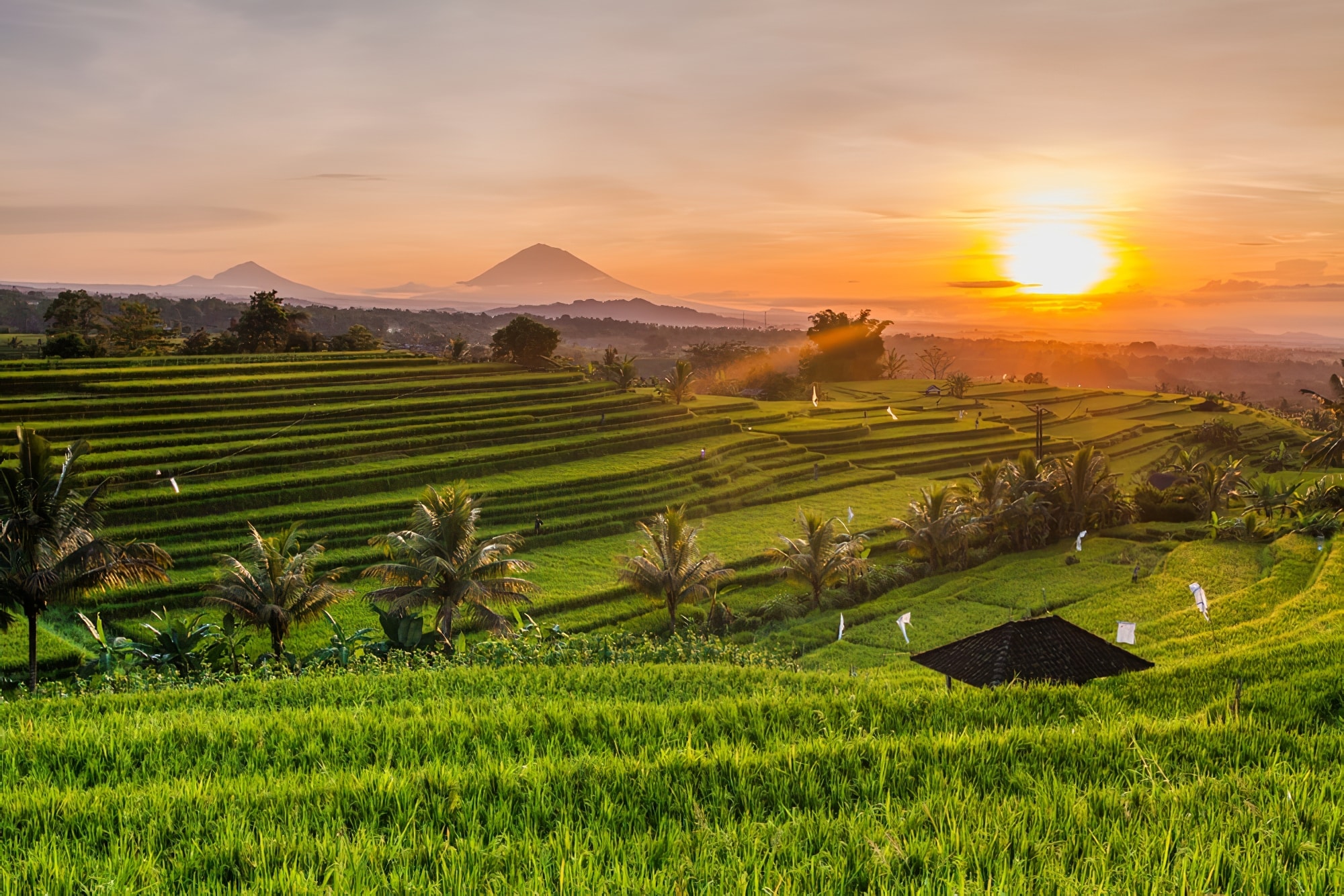 shutterstock_539558284(1)