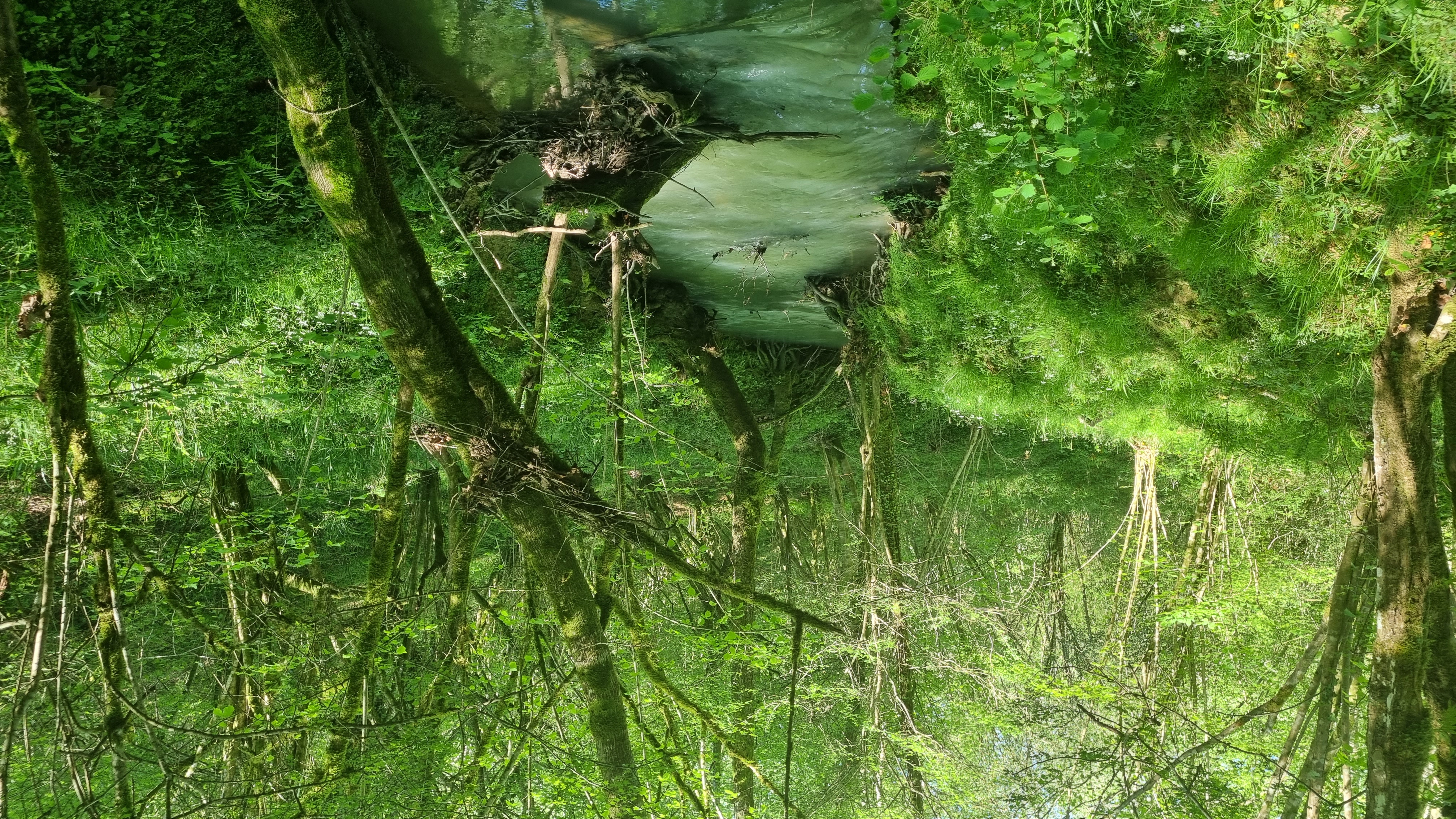 For%C3%AAt_Ustaritz_sylvoth%C3%A9rapie_avril-25_20250428_173536