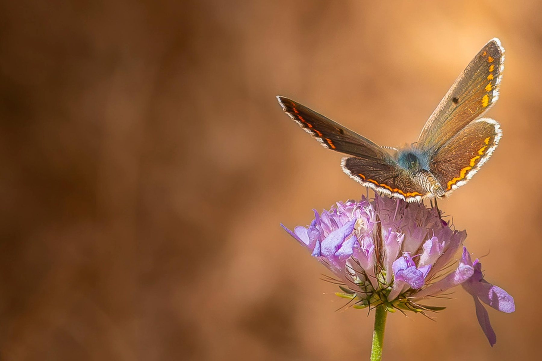 Vignettes%20PROG%20avec%20CHEM%20EVEIL