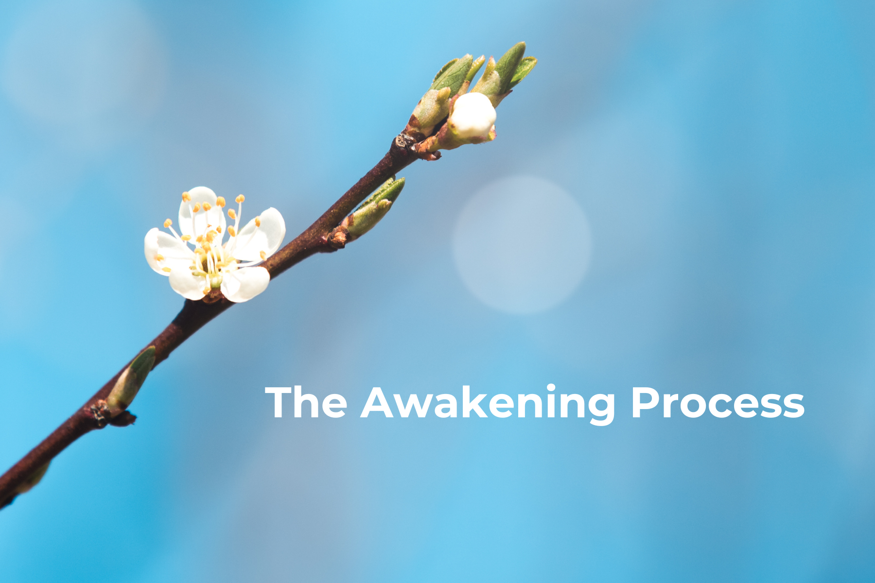 Vignettes%20siteLP%20-%20essais