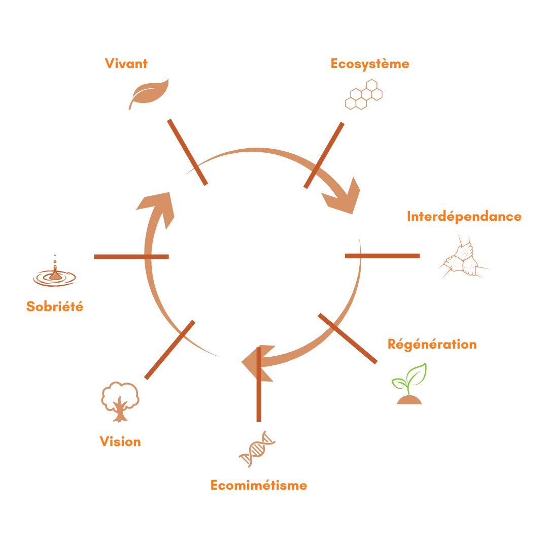 Schéma des 7 principes Natural Loop avec zones cliquables