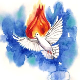 colombe__320x320