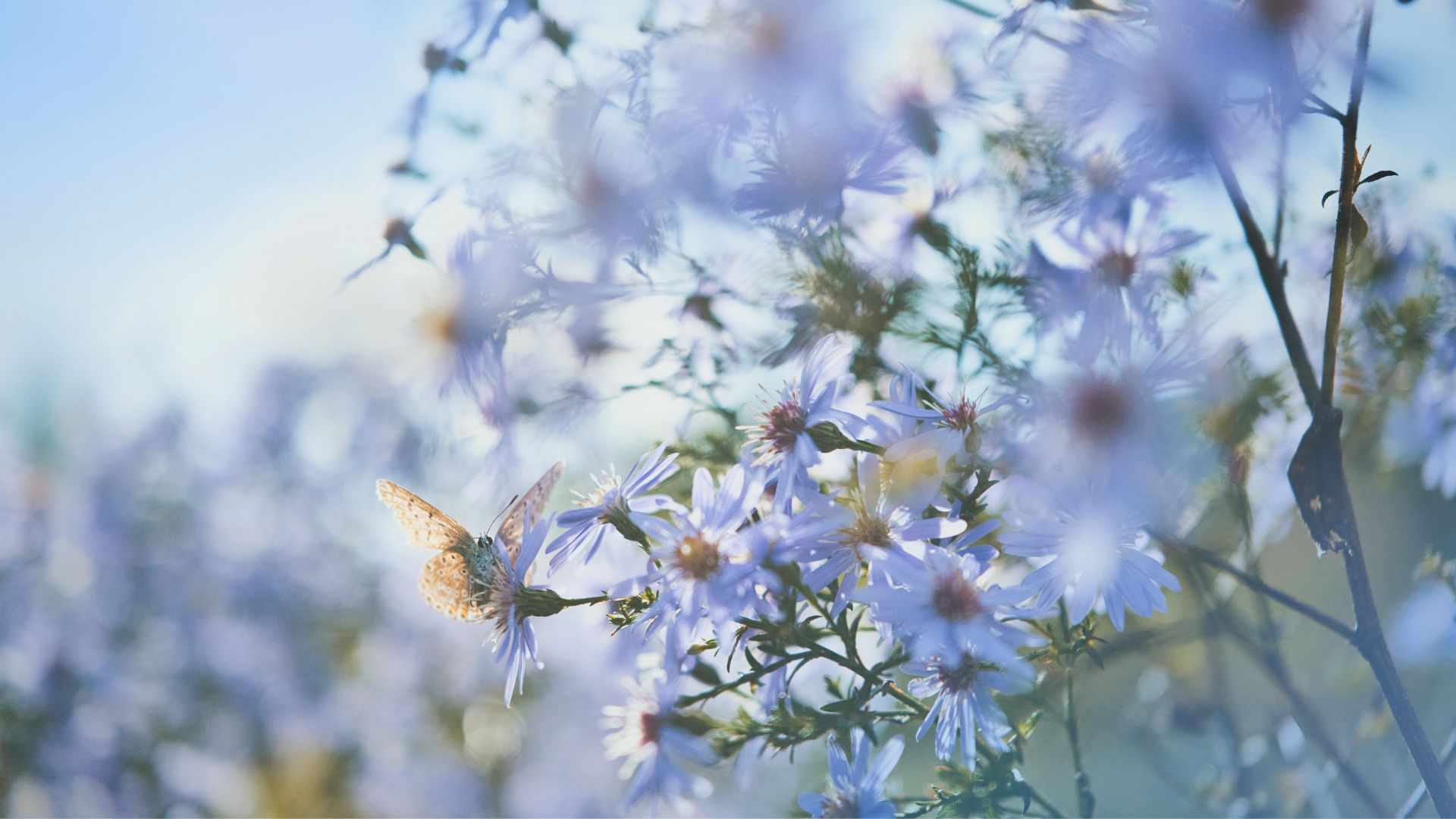 Asters en fleurs, visuel des Mardis Fertiles