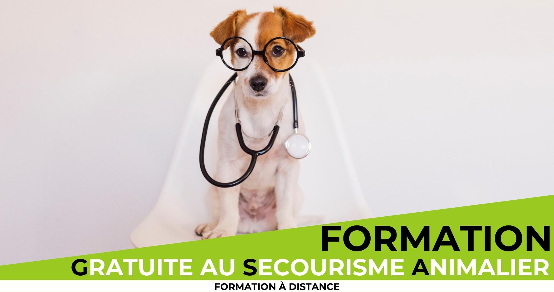 Secourisme canin & félin